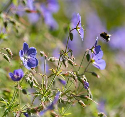 Bee pollinating a flower