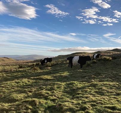 Local Cattle at Eycott Hill Nature Reserve in the Lake District, Cumbria