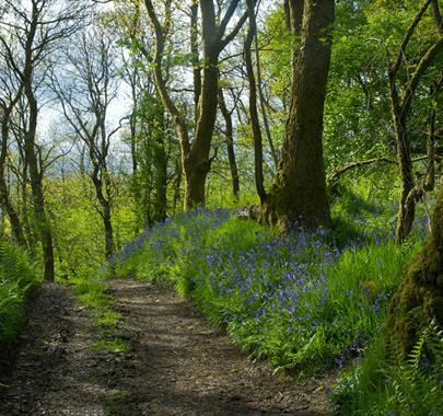 Path on Wildlife Tour with Cumbria Wildlife Trust in Staveley Woodlands Nature Reserve, Lake District