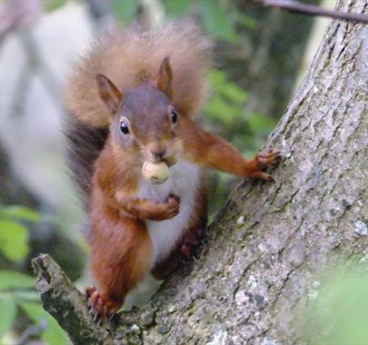 Red Squirrels at Smardale Gill Nature Reserve near Kirkby Stephen, Cumbria