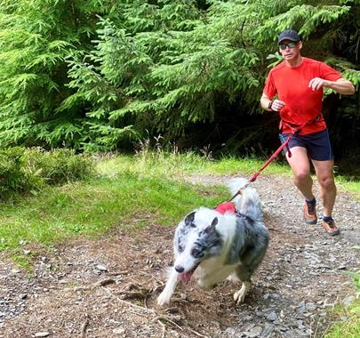 Runner and Dog at the Lakeland Paws Canicross Series at Whinlatter Forest in the Lake District, Cumbria