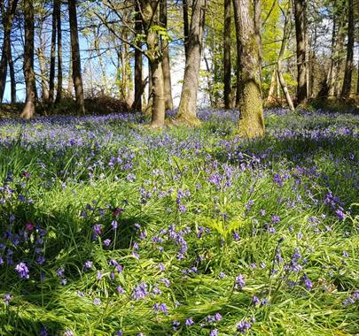 Bluebells and Scenic Nature near Journey to Inner Happiness Retreats in Kirksanton, Cumbria