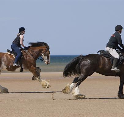 Cumbrian Heavy Horses in Millom, Cumbria