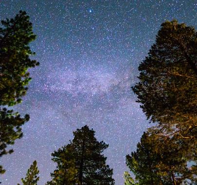 photo of the night sky full of stars above a forest canopy