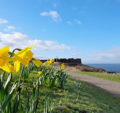 Daffodils on the Whitehaven Coast in Cumbria, Promoting the National Trust's Lend a Hand Days