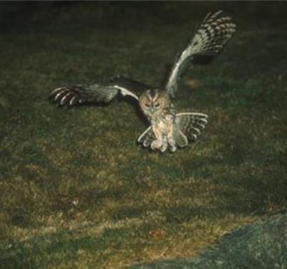 An owl at night