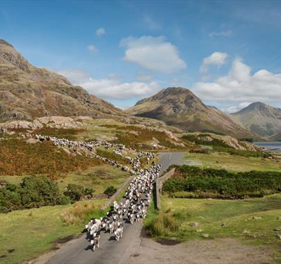 photo of sheep being herded over a bridge in the lake district.