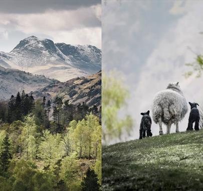 Native Spirit | The Herdwick at Rheged near Penrith, Cumbria