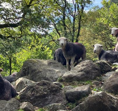 Guided walk: Farming with nature