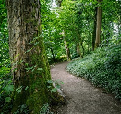Nature's Sound Walks