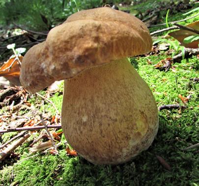 Picture of a Mushroom