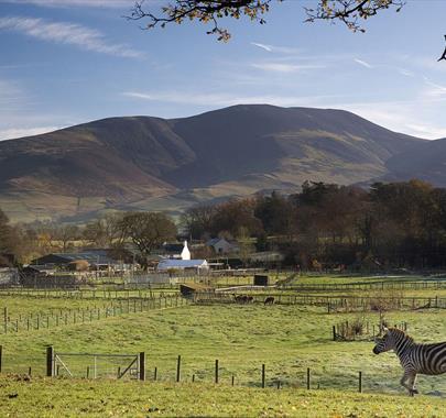 Zebra at The Lake District Wildlife Park in Bassenthwaite, Lake District