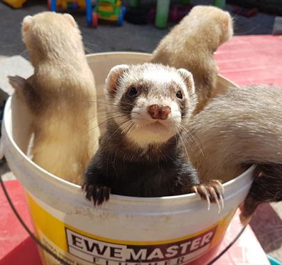 Ferrets at Lakeland Maze Farm in Sedgwick, Cumbria