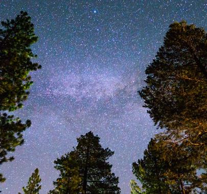 Dark Skies as seen through the trees at Whinlatter Forest in the Lake District, Cumbria