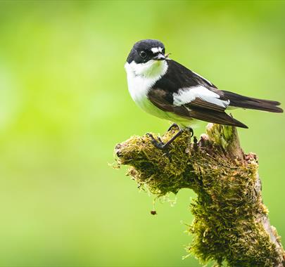 Dawn Chorus Day with the RSPB at Wild Haweswater