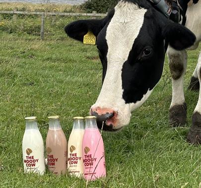 Cow inspects milk bottles from The Moody Cow in Allonby, Cumbria