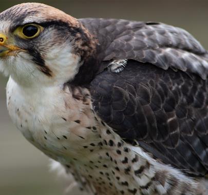 Hawk at the Hawk & Owl Centre at Muncaster Castle in Ravenglass, Cumbria