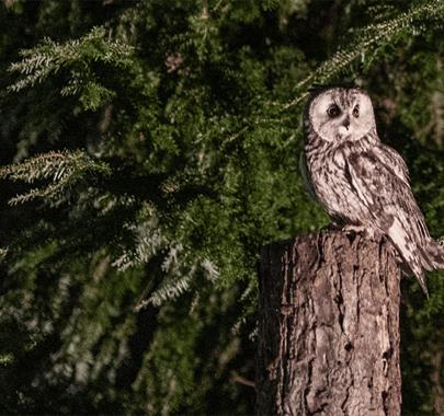 Owl at the Hawk & Owl Centre at Muncaster Castle in Ravenglass, Cumbria