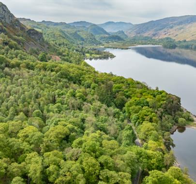 Guided walk: improving the health of Keswick's woodlands