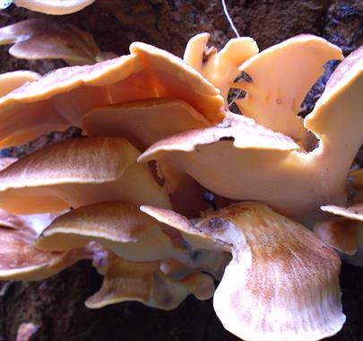 Photo of a mushroom
