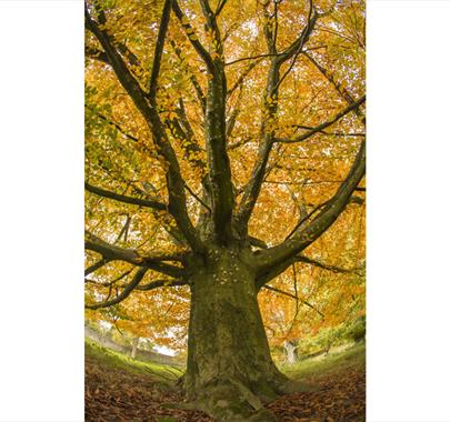 Tree with Colourful Leaves at Picture Perfect Plants Workshop at Lowther Castle & Gardens in Penrith, Cumbria