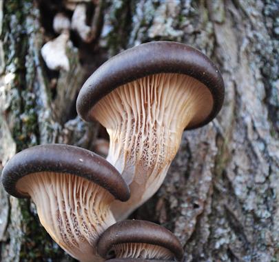 photo of a mushroom