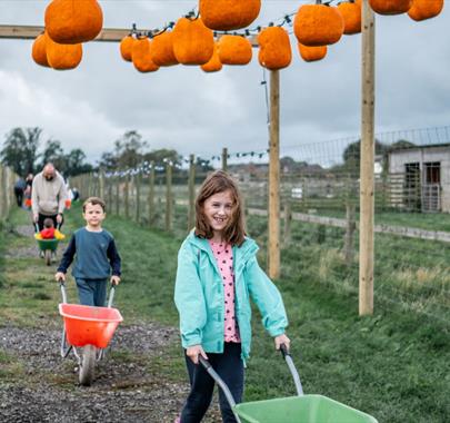 Pumpkin Picking 2024 at Walby Farm Park in Crosby-on-Eden, Cumbria