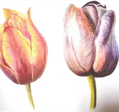 Photo Watercolour Pencils 'Tulips in Spring' by Margaret Jarvis from Quirky Workshops at Greystoke Craft Garden & Barns in Greystoke, Cumbria