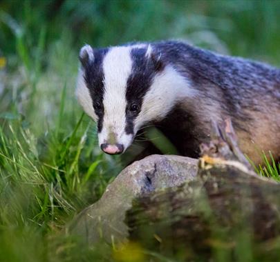 Badger Watching Hide at Wild Haweswater in the Lake District, Cumbria © Anita Nicholson