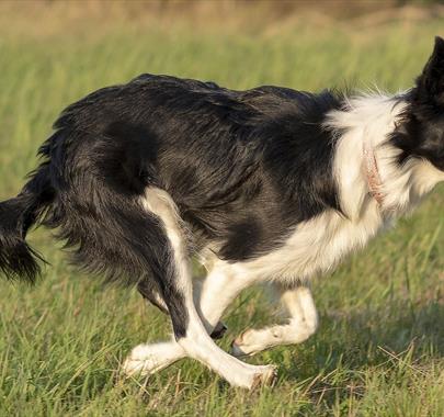 Dog at the Lake District Sheep Dog Trials