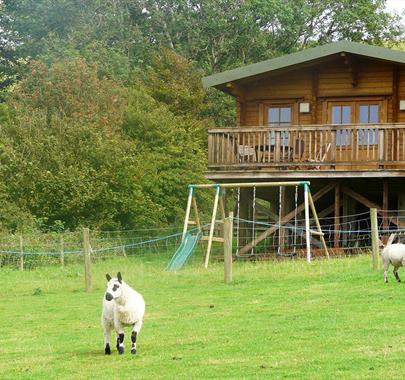 Farm Animals outside Springbank Farm Lodges in Egrebank, Cumbria