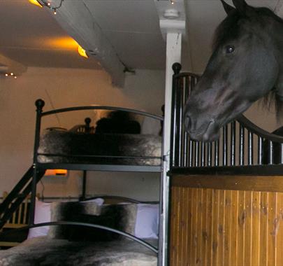 Friesian Horse and Bunkbed at Stable Stays at Greenbank Farm in Grange-over-Sands, Cumbria