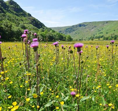 National Meadows Day with the RSPB at Wild Haweswater