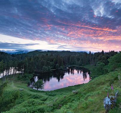 View of Tarn Hows at Sunset in the Lake District, Cumbria