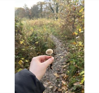 Person holding a mushroom Infront of a trail in a forest