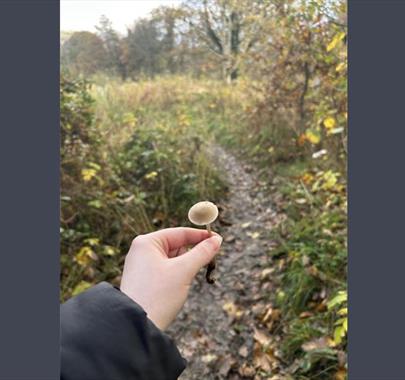 photo of a person holding a mushroom in front of a nature trail