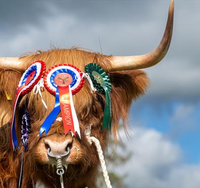 Award winning highland cow at Westmorland County Show in Crooklands, Cumbria