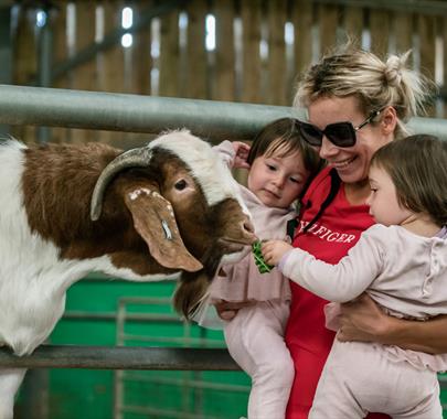 Animal Experiences at Walby Farm Park in Walby, Cumbria