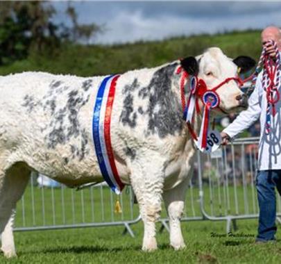 Cow with a rosette