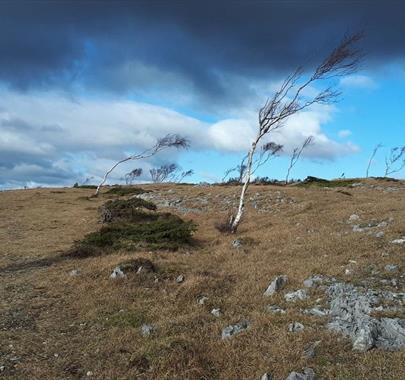 The Woodsman’s Walk - A Full Day Guided Walk in South Lakes with Green Man Survival