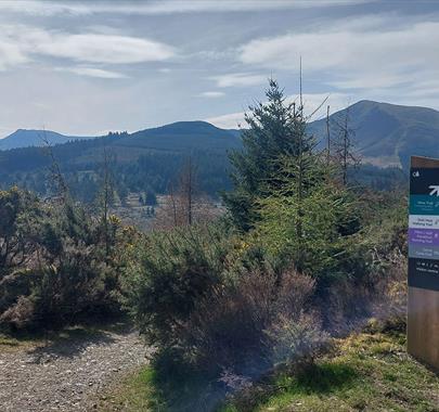 Whinlatter Forest