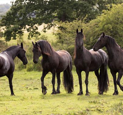 Horses at The Friesian Experience at Greenbank Farm in Cartmel, Cumbria