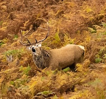 Red Deer Rut - Autumn Hikes