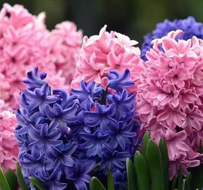 Whitehaven Flower Club Summer Gala: A Scrumptious Summer