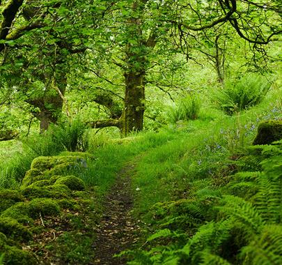 Forest Bathing at Wild Haweswater