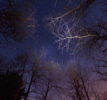 View of the night sky filled with stars, seen through the silhouettes of tall trees with bare branches reaching upward