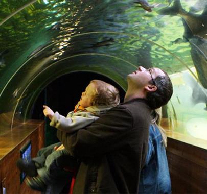 Family Viewing Fish in the Underwater Tunnel at Lakes Aquarium in Newby Bridge, Lake District