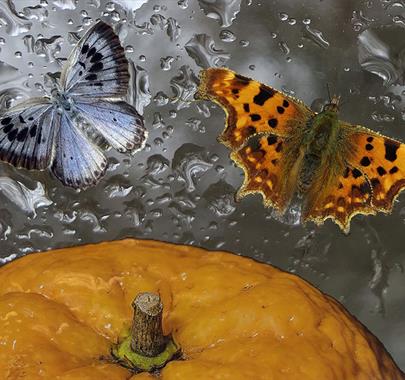 Nancy's Orange and The Butterfly Collector