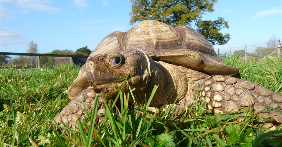 The Lake District Wildlife Park - Bassenthwaite - Visit Lake District