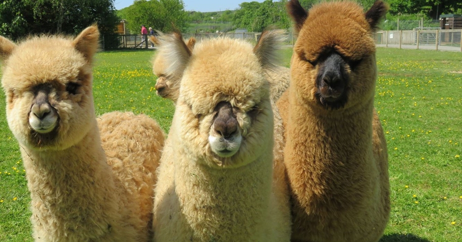 Alpaca Walking at The Lake District Wildlife Park - Bassenthwaite ...